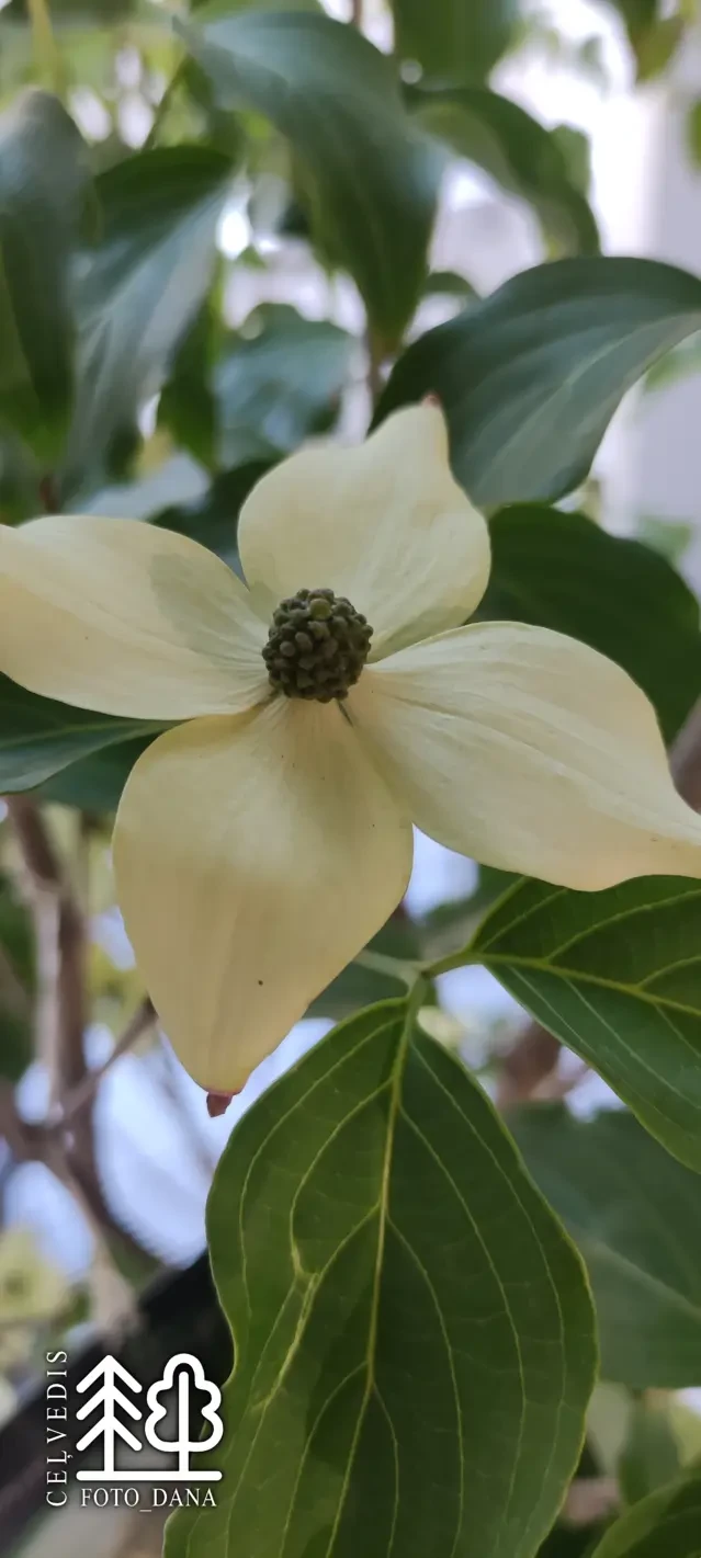 Cornus kousa  var. chinensis